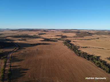 Farm For Sale - WA - Yetna - 6532 - 'Chalnooka', Yetna (1304ha)  (Image 2)