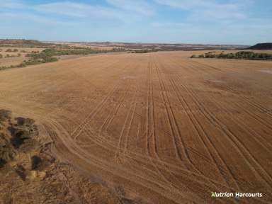 Farm For Sale - WA - Yetna - 6532 - 'Chalnooka', Yetna (1304ha)  (Image 2)