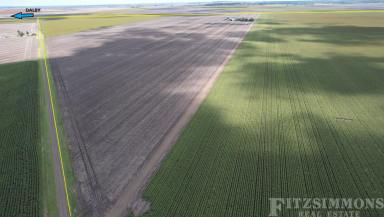 Farm For Sale - QLD - Dalby - 4405 - "NERREWIN" & "MOUNT LEINSTER" AGGREGATION  (Image 2)