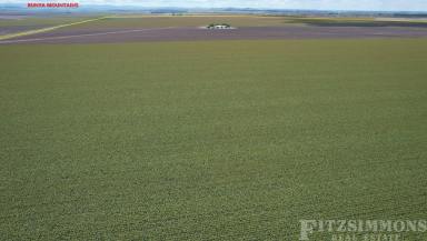 Farm For Sale - QLD - Dalby - 4405 - "NERREWIN" & "MOUNT LEINSTER" AGGREGATION  (Image 2)