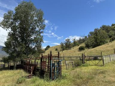 Farm For Sale - nsw - Stewarts Brook - 2337 - 1035 Hecatres of Quality Grazing Country  (Image 2)