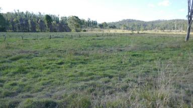 Farm For Sale - NSW - Busbys Flat - 2469 - GOLDEN NEST EGG  (Image 2)