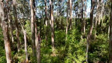 Farm Sold - WA - Northcliffe - 6262 - Forrest wildlife lifestyle block, sanctuary with winter creek  (Image 2)