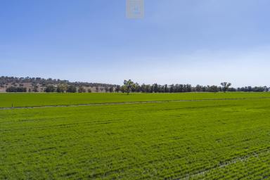 Farm For Sale - NSW - Willow Tree - 2339 - ELEGANT HOMESTEAD ON 182 HECTARES  (Image 2)