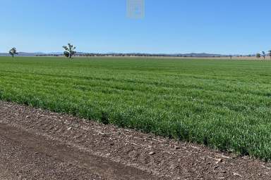 Farm Sold - NSW - Willow Tree - 2339 - CROPPING TRIFECTA - SOIL, TOPOGRAPHY & CLIMATE  (Image 2)