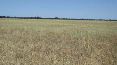 Farm For Sale - SA - Tintinara - 5266 - ***LEASED*** Handy size, versatile block - Great Location  (Image 2)