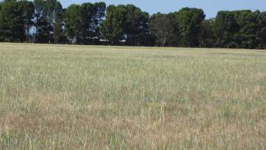 Farm For Sale - SA - Tintinara - 5266 - ***LEASED*** Handy size, versatile block - Great Location  (Image 2)