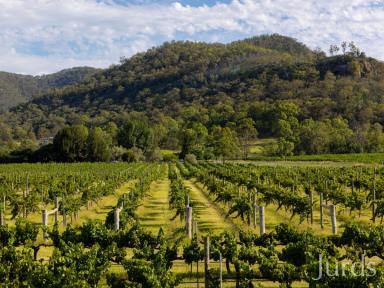 Farm For Sale - NSW - Broke - 2330 - HUNTER VALLEY VINEYARD AND GRAZING PROPERTY  (Image 2)