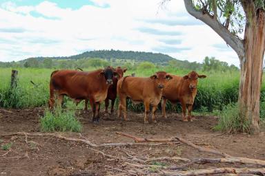 Farm Sold - QLD - Lawgi Dawes - 4716 - Two Adjoining Bullock Fattening Properties Offered as a Whole or Individually  (Image 2)