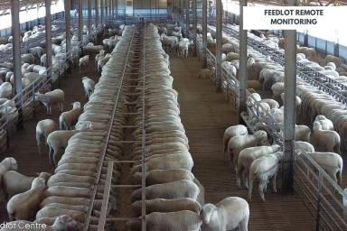 Farm For Sale - NSW - Cowra - 2794 - First Class 6,000HD lamb + Cattle feedlot, Cowra  (Image 2)