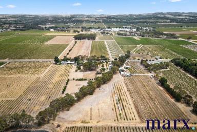 Farm For Sale - SA - Tanunda - 5352 - Opportunity in the Heart of the Barossa Valley  (Image 2)