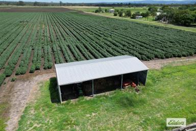 Farm For Sale - QLD - Forest Hill - 4342 - Build, Farm or Land Bank the choice is yours!  (Image 2)