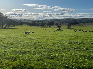 Farm For Sale - NSW - Gunning - 2581 - High Rainfall Grazing Opportunity  (Image 2)