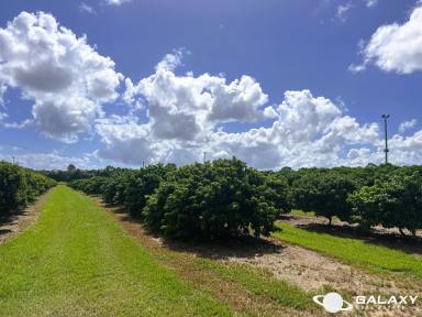 Farm For Sale - QLD - Welcome Creek - 4670 - ESTABLISHED LYCHEE ORCHARD showing exceptionally good return on investment  (Image 2)