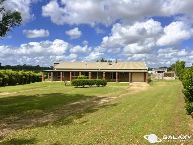 Farm For Sale - QLD - Welcome Creek - 4670 - ESTABLISHED LYCHEE ORCHARD showing exceptionally good return on investment  (Image 2)