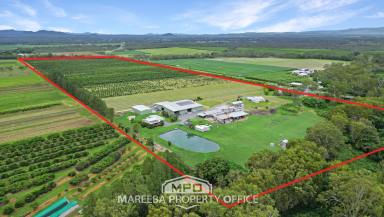 Farm For Sale - QLD - Mareeba - 4880 - PRIME COMMERCIAL ORCHARD FARM  (Image 2)