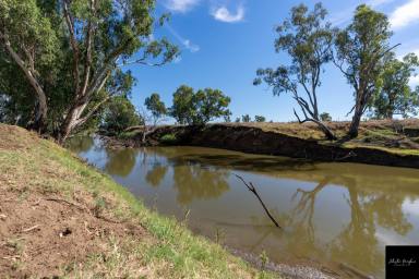Farm For Sale - NSW - Gunnedah - 2380 - IMPROVED RIVER BLOCK WITH WATER LICENCE  (Image 2)