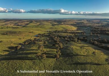 Farm Auction - NSW - Mummel - 2580 - A large scale livestock operation under 2.5 hours South of Sydney CBD  (Image 2)