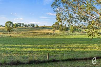 Farm For Sale - NSW - Singleton - 2330 - 'HAMILTON'S GROVE' | PEACEFUL COUNTRYSIDE HOME | SCENIC VIEWS  (Image 2)