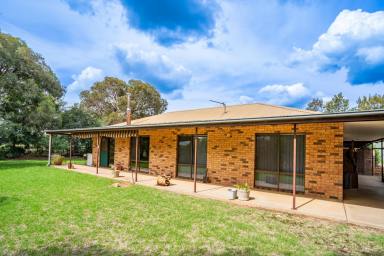 Farm For Sale - NSW - Cowra - 2794 - FAMILY HOME ON 10AC, 5MINS FROM TOWN!  (Image 2)
