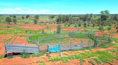 Farm Auction - QLD - Mungallala - 4467 - Family Ownership Since 1910 – Well Grassed And Destocked  (Image 2)