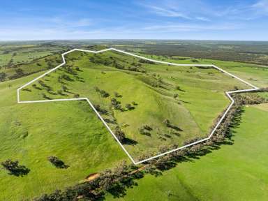 Farm For Sale - VIC - Toolleen - 3551 - 452 Acres Prime Farming Land - Mt Camel District  (Image 2)