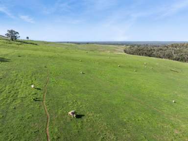 Farm For Sale - VIC - Toolleen - 3551 - 452 Acres Prime Farming Land - Mt Camel District  (Image 2)