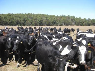 Farm For Sale - TAS - Forester - 7260 - Forester Grazing  (Image 2)