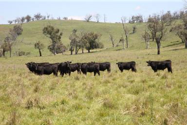 Farm Sold - NSW - Walcha - 2354 - Lakeside, Walcha - The best of the New England region of northern NSW  (Image 2)