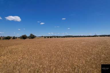 Farm For Sale - NSW - Gunnedah - 2380 - PRODUCTIVE MIXED ARABLE AND GRAZING PROPERTY  (Image 2)