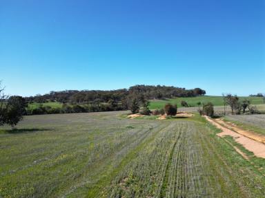 Farm For Sale - WA - Cuballing - 6311 - 'Mannsfield' - Country Lifestyle & Working Farm  (Image 2)