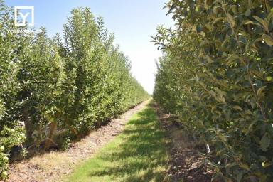 Farm For Sale - VIC - Yarroweyah - 3644 - Quality Orchard Country - 52.83 hectares (approximately 130 acres)  (Image 2)