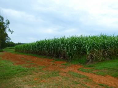 Farm For Sale - QLD - North Isis - 4660 - ISIS CANE FARM (mostly red soil) - (One family for 108 years)  (Image 2)