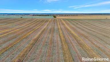 Farm Sold - SA - Langhorne Creek - 5255 - Secure, convenient & comprising balanced arable soils of 485-acres.  (Image 2)