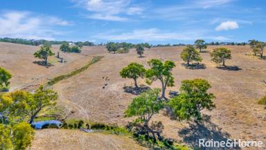 Farm For Sale - SA - Strathalbyn - 5255 - Big, beautiful seclusion on a lifestyler's or graziers 52-hectare escape.  (Image 2)