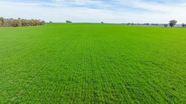 Farm For Sale - NSW - Mulwala - 2647 - Highly Arable Cropping or Grazing  (Image 2)