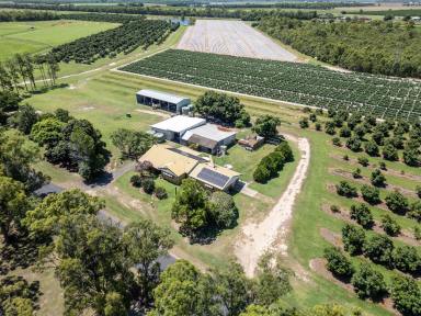 Farm For Sale - QLD - Meadowvale - 4670 - AVOCADO ORCHARD with Additional Cultivation (Same Family since 1956)  (Image 2)