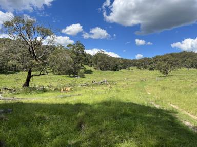 Farm For Sale - NSW - Dundee - 2370 - Destocked, plenty of pasture & water.  (Image 2)