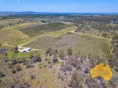 Farm For Sale - QLD - Boynewood - 4626 - High security water for horticulture with established irrigation  (Image 2)