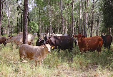Farm For Sale - QLD - Camboon - 4719 - Theodore District Grazing Property  (Image 2)