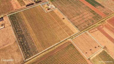 Farm For Sale - NSW - Yenda - 2681 - HOBBY BLOCK WITH WATER ACCESS  (Image 2)