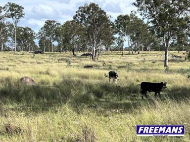 Farm For Sale - QLD - Brigooda - 4613 - 497.94 hectares of sprawling grazing country  (Image 2)