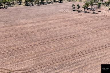 Farm For Sale - NSW - Gunnedah - 2380 - OVER 300 ACRES LOCATED ON THE FRINGE OF THE LIVERPOOL PLAINS  (Image 2)