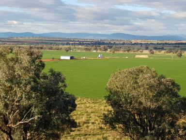 Farm Auction - NSW - Tamworth - 2340 - TOP NOTCH FARMING IN SOUGHT AFTER DISTRICT  (Image 2)