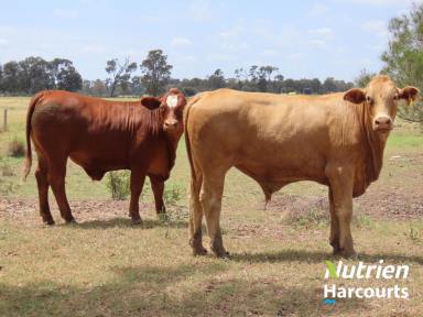 Farm Auction - QLD - Chinchilla - 4413 - Sort After Cattle Fattening Country  (Image 2)