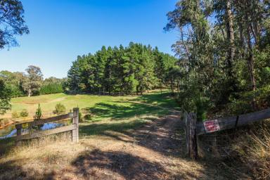 Farm For Sale - VIC - Dartmouth - 3701 - High Country Paradise  (Image 2)