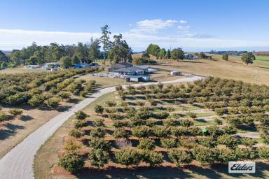 Farm For Sale - TAS - Spalford - 7315 - OUTSTANDING HAZELNUT GROVE, RESIDENCE & BUILDINGS
9.601 HECTARES (approximately 24 acres)  (Image 2)