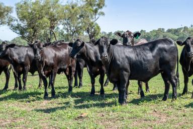 Farm Auction - NSW - Ashford - 2361 - Northern Tablelands Irrigation and Grazing  (Image 2)
