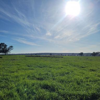 Farm For Sale - NSW - Binya - 2665 - Multiple Incomes from this Picturesque Block  (Image 2)