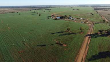 Farm For Sale - NSW - Nyngan - 2825 - Cropping & Grazing right on Nyngan’s Doorstep  (Image 2)